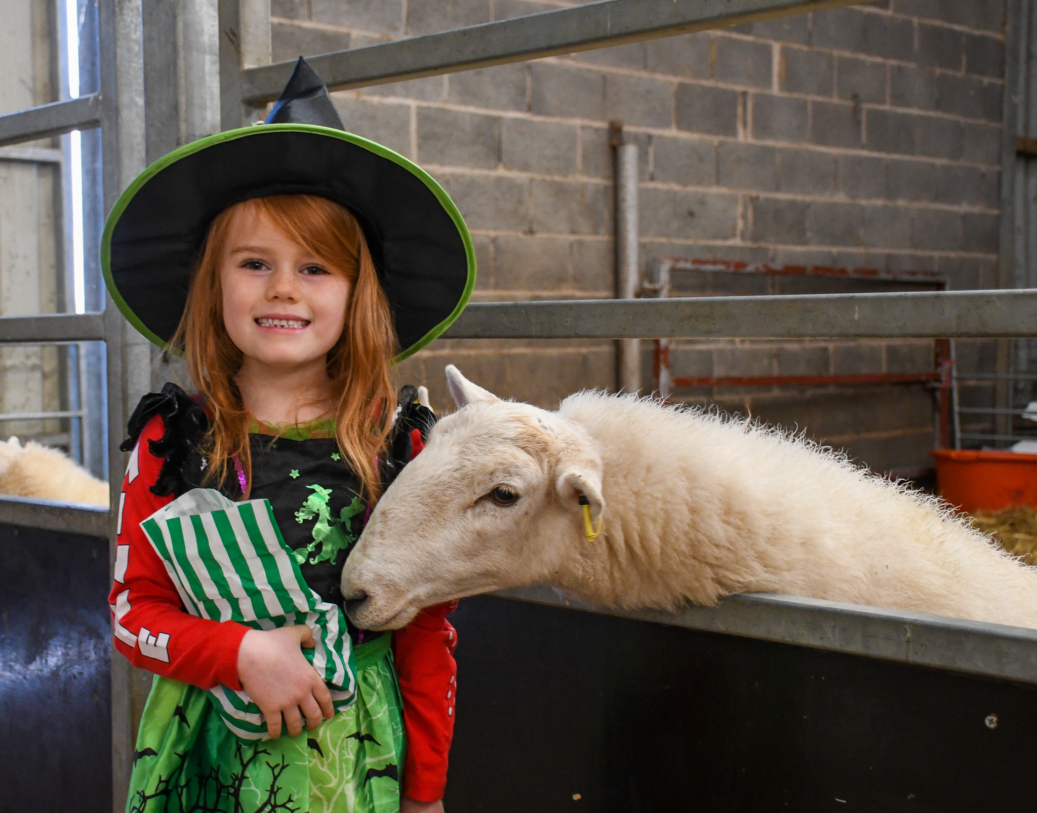 Little witch feeding the sheep Little witch feeding the sheep