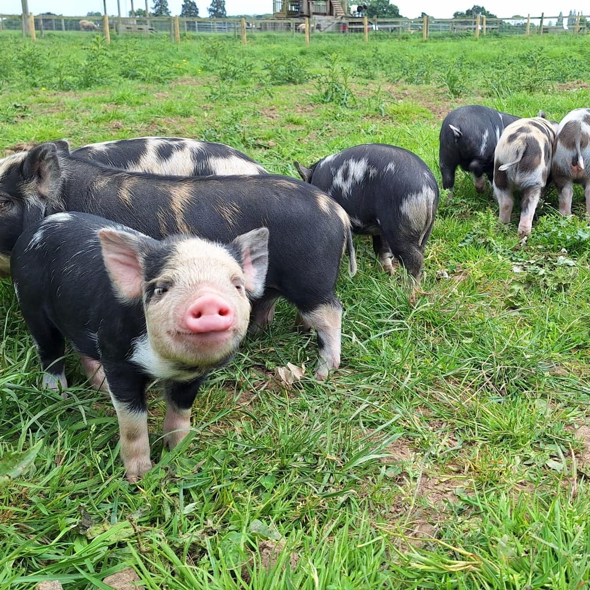 Piglets