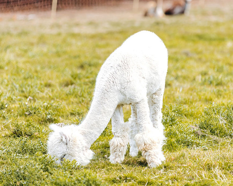 Baby alpaca eating grass