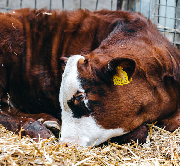 a sleeping cow in a stable at park hall