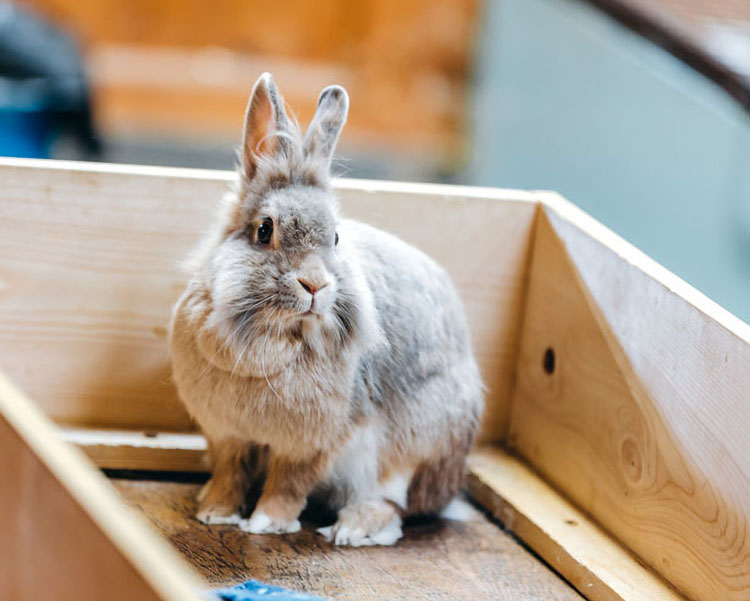 A happy rabbit chilling