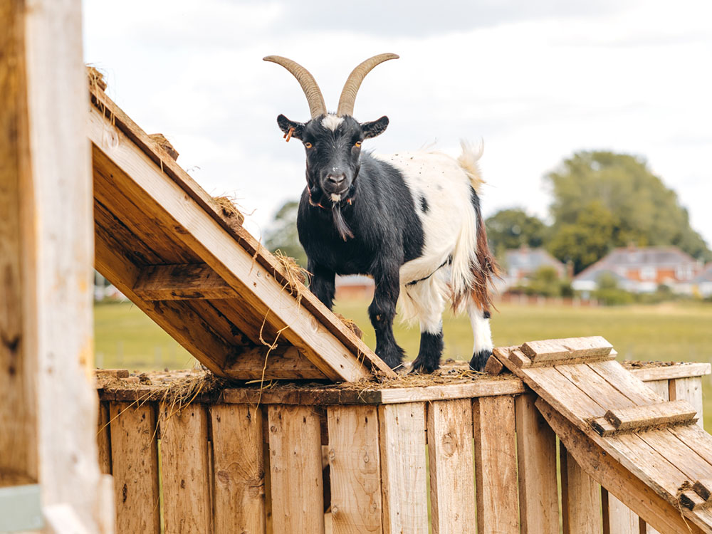 A happy goat playing on its tower
