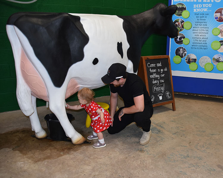Maisy the cow being miked by a young child