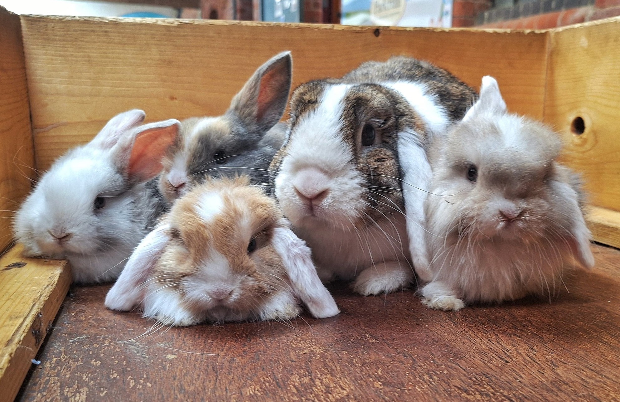 Rabbits
