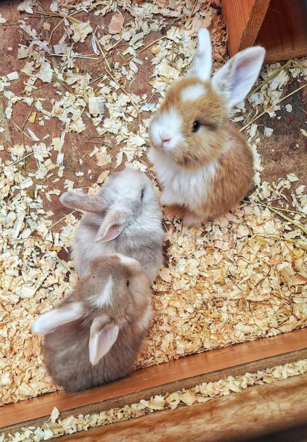 Baby rabbits