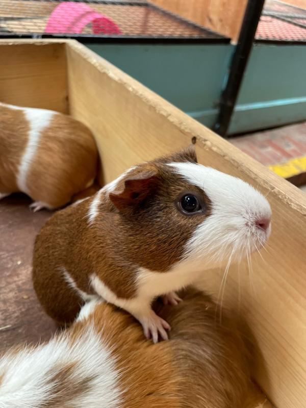 Guinea Pigs